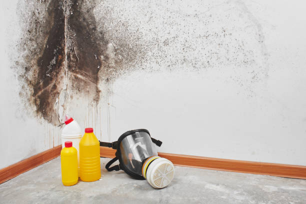Best Mold Testing  in Bellefonte, PA