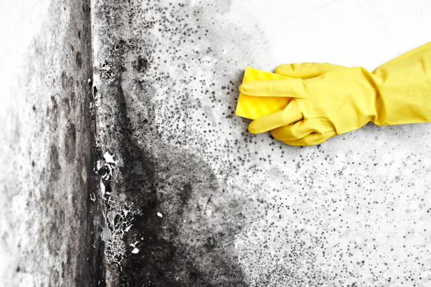 Best Crawl Space Mold Removal  in Bellefonte, PA
