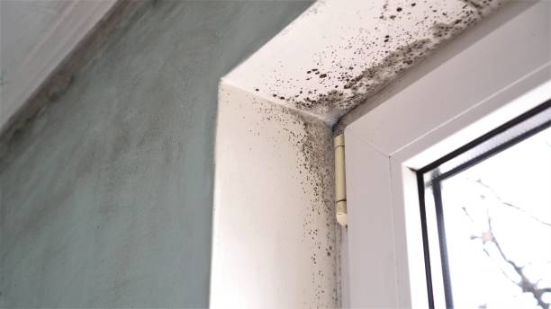 Best Office Mold Removal Services  in Bellefonte, PA