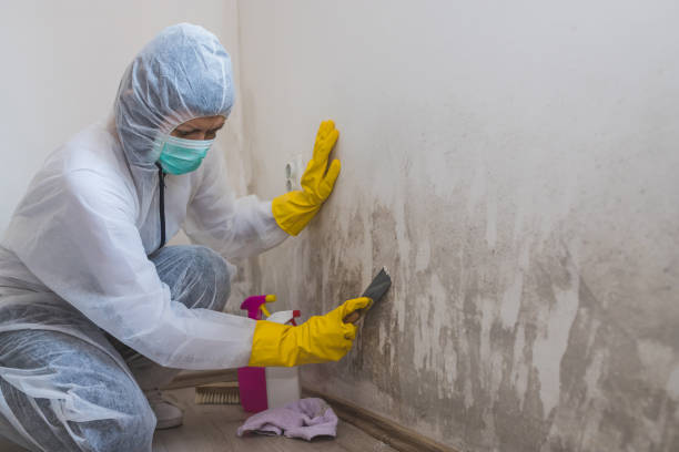 Best Mold Removal Specialists  in Bellefonte, PA