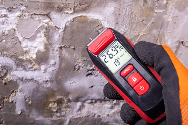 Best Black Mold Removal  in Bellefonte, PA