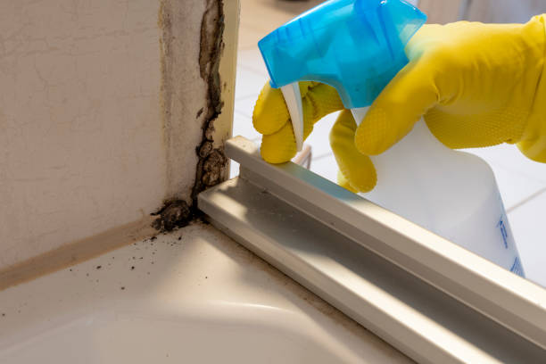 Best Black Mold Removal  in Bellefonte, PA