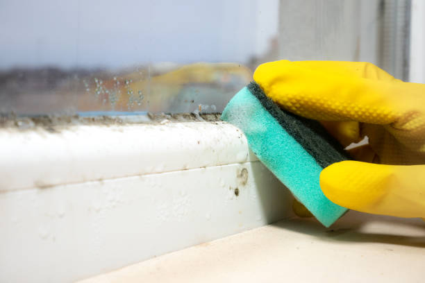 Best Attic Mold Removal  in Bellefonte, PA