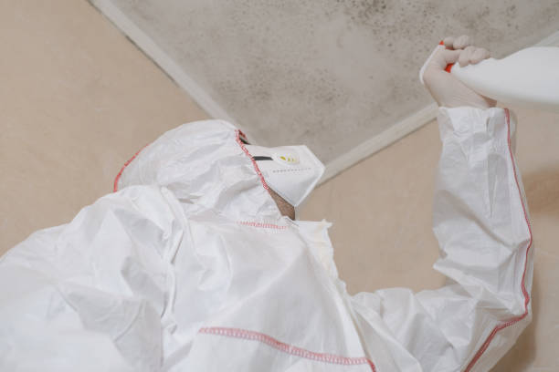 Best Mold Testing and Removal  in Bellefonte, PA