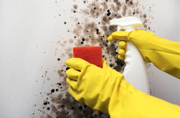 Best Residential Mold Removal  in Bellefonte, PA