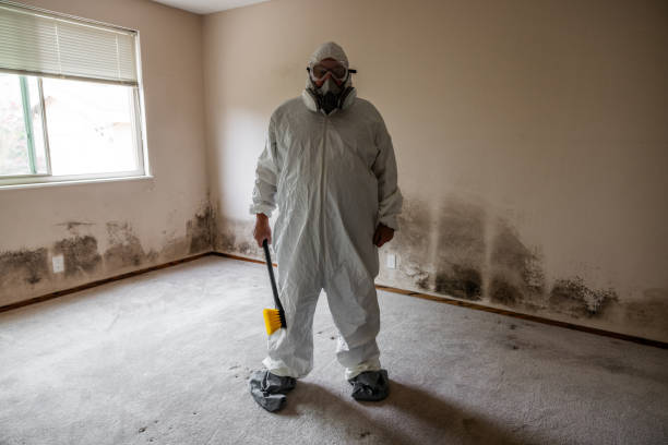 Best Local Mold Removal Service  in Bellefonte, PA